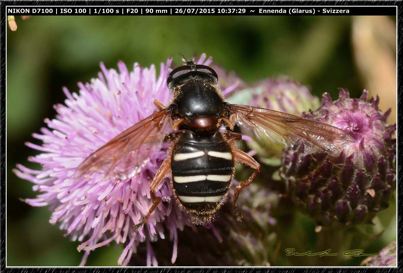 Syrphidae:   Sericomyia sp.